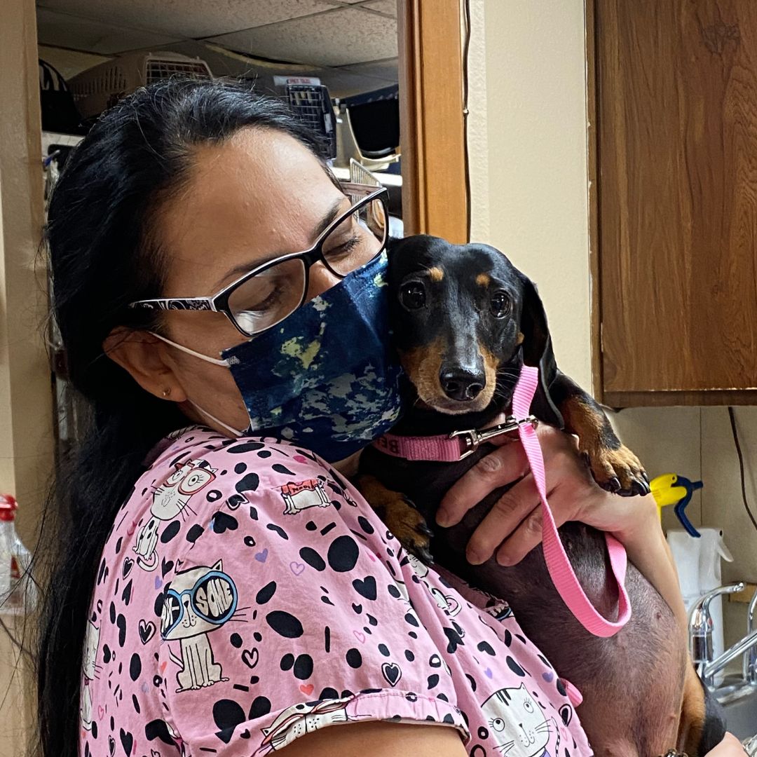 a vet holding a dog