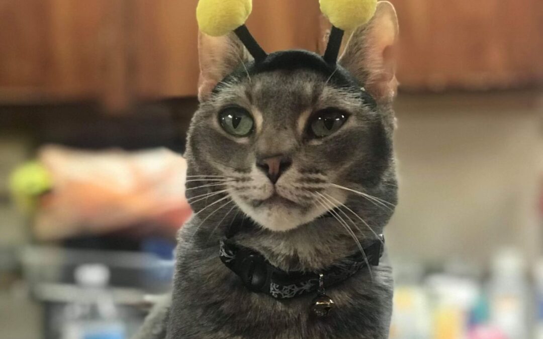 A playful cat dressed in a bee costume