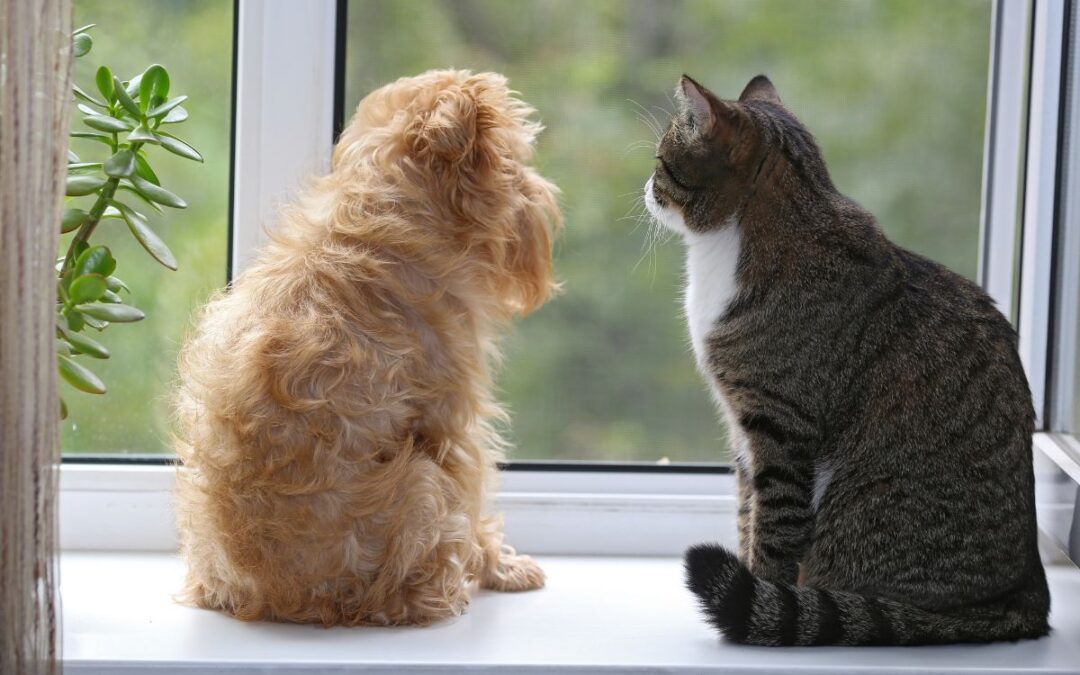 A cat and dog peacefully sitting together on a window sill